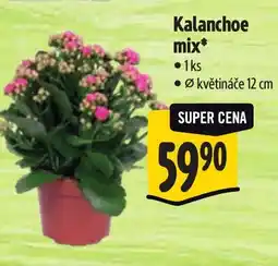 Albert Kalanchoe mix nabídka