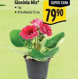 Albert Gloxinia Mix, pr. květináče 12 cm nabídka
