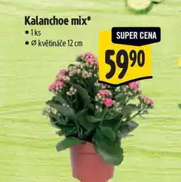 Albert Kalanchoe mix, pr. květináče 12 cm nabídka