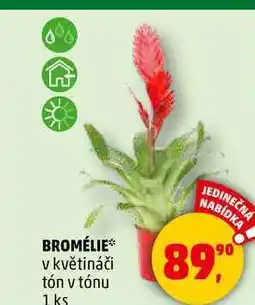 Penny Market BROMÉLIE v květináči tón v tónu, 1 ks nabídka