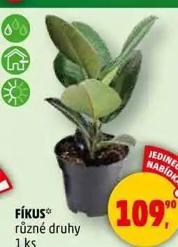 Penny Market FÍKUS různé druhy, 1 ks nabídka