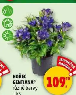 Penny Market HOŘEC GENTIANA různé barvy, 1 ks nabídka