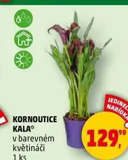 Penny Market KORNOUTICE KALA v barevném květináči, 1 ks nabídka