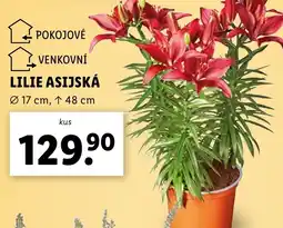 Lidl Lilie asijská nabídka