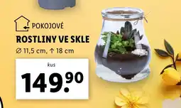 Lidl Rostliny ve skle nabídka