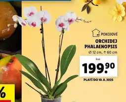 Lidl Orchidea - phalaenopsis nabídka