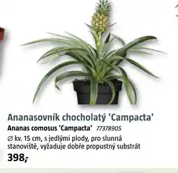Bauhaus Ananasovník chocholatý 'Campacta' nabídka