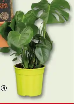 Bauhaus Monstera nabídka