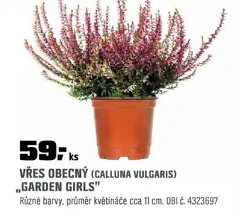 OBI Vřes obecný (calluna vulgaris) ,,garden girls" nabídka