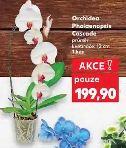 Kaufland Orchidea phalaenopsis cascade nabídka