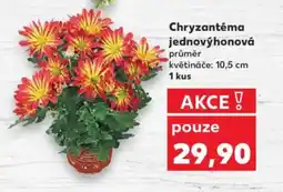 Kaufland Chryzantéma jednový honová nabídka