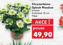 Kaufland Chryzantéma splash meadow nabídka