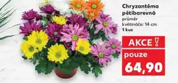 Kaufland Chryzantéma pětibarevná nabídka