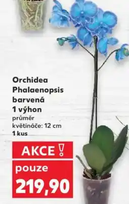 Kaufland Orchidea phalaenopsis barvená 1 výhon nabídka