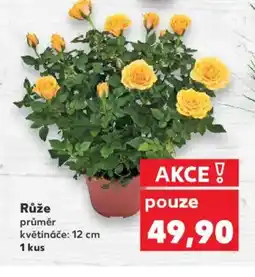 Kaufland Růže nabídka