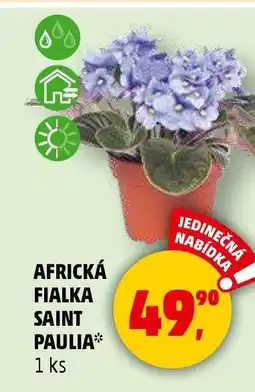 Penny Market AFRICKÁ FIALKA SAINT PAULIA nabídka