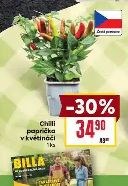 Billa Chilli paprička v květináči 1ks nabídka