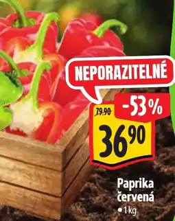 Albert Paprika červená nabídka
