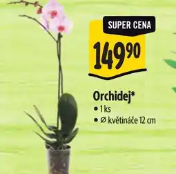 Albert Orchidej nabídka