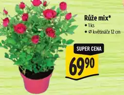 Albert Růže mix nabídka