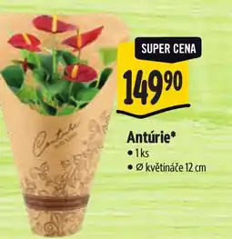Albert Antúrie nabídka