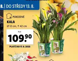 Lidl Kala nabídka