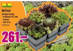 Hornbach Netřesk Sempervivum nabídka