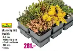 Hornbach Skalničky mix trvalek nabídka