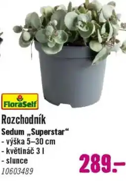 Hornbach Rozchodník Sedum,,Superstar" nabídka
