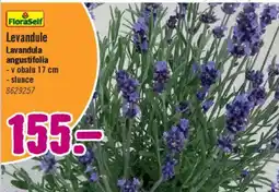 Hornbach Levandule Lavandula angustifolia nabídka