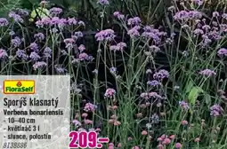 Hornbach FloraSelf Sporýš klasnatý Verbena bonariensis nabídka
