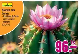 Hornbach Kaktus mix Cereus nabídka