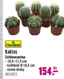 Hornbach Kaktus Echinocactus nabídka