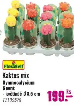 Hornbach Kaktus mix Gymnocalycium Geent nabídka