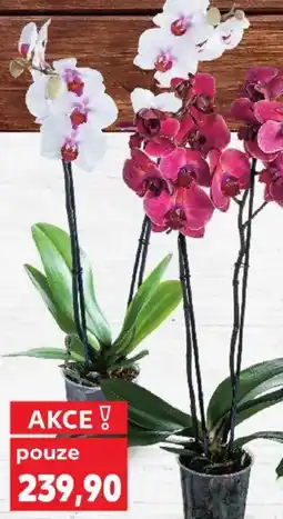 Kaufland Orchidea Phalaenopsis Premium 2 výhony nabídka