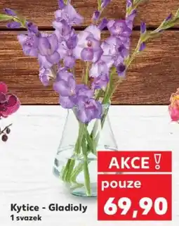 Kaufland Kytice - Gladioly nabídka