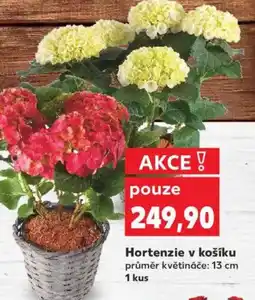 Kaufland Hortenzie v košíku nabídka