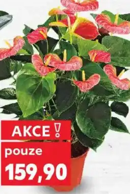 Kaufland Anthurium andreanum nabídka