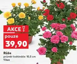 Kaufland Růže nabídka