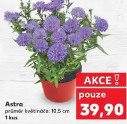 Kaufland Astra nabídka