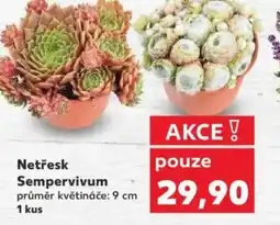 Kaufland Netřesk Sempervivum nabídka
