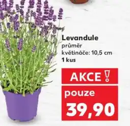 Kaufland Levandule nabídka