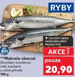 Kaufland Makrela obecná nabídka