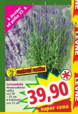 Norma LEVANDULE nabídka