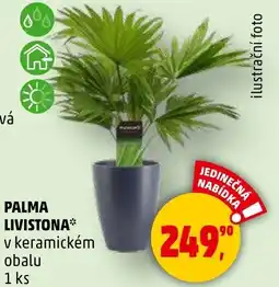 Penny Market Palma livistona nabídka