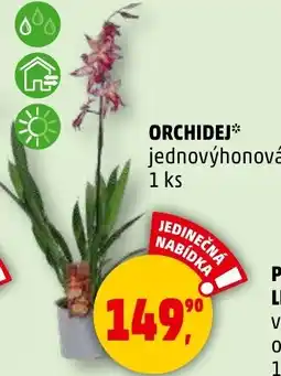 Penny Market ORCHIDEJ jednovýhonová nabídka
