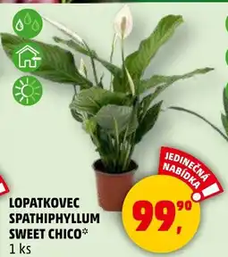 Penny Market Lopatkovec spathiphyllum sweet chico nabídka