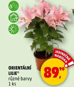Penny Market Orientální lilie nabídka