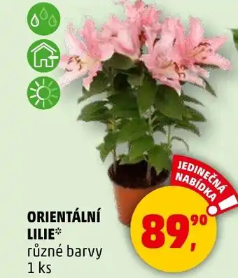 Penny Market Orientální lilie nabídka