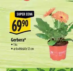 Albert Gerbera, pr. květináče 12 cm nabídka